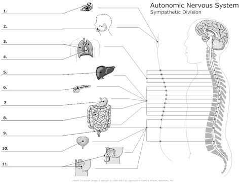 Autonomic Nervous System Worksheet