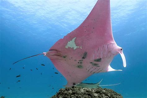 Pink Manta Ray Named Inspector Clouseau Could Be Unique To Great