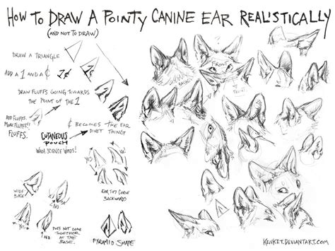 Wolf Ears Sketch At Explore Collection Of Wolf