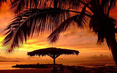 Nature Landscape Sunset Umbrella Beach Palm Trees