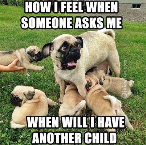 101 Lovable Pug Memes That Are Too Puggin Cute