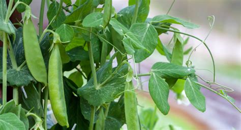 Pea Growing Guide Tui Prepare Plant Nourish
