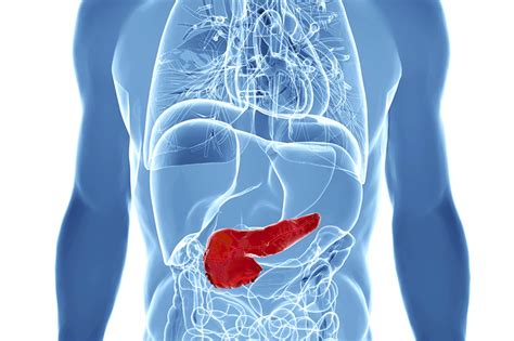 What Is The Pancreas Upmc Healthbeat