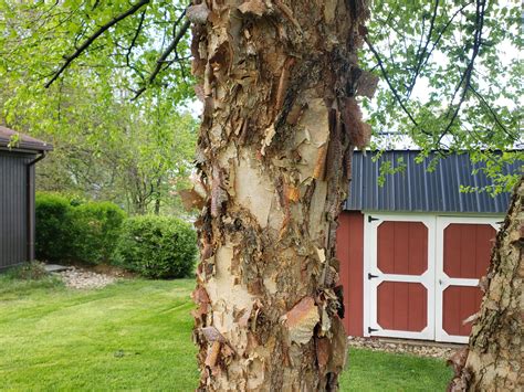 Heritage River Birch Trees Crazy For Gardening