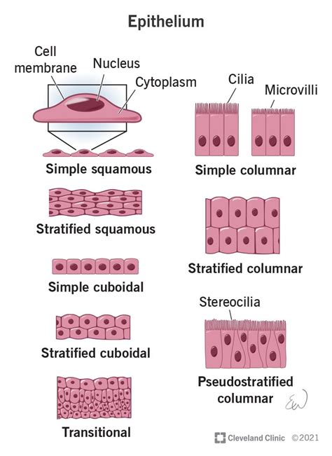 Epithelial Tissue Chart Ubicaciondepersonas Cdmx Gob Mx