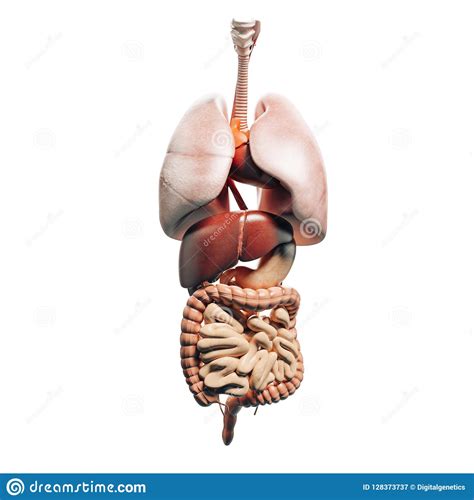 Fotosearch enhanced rf royalty free. 3d Render Of Human Skeleton Showing Internal Organs Stock Illustration - Illustration of human ...