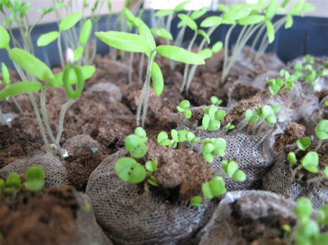 Grow Vegetables Flowers And Herbs From Seeds In An Easy