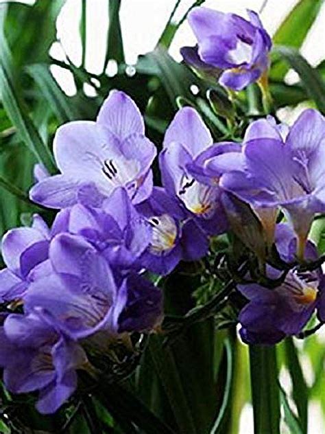 Buy Purple Freesia Flower Bulbs Set Of 10 For Men Online At Best