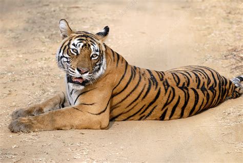Yesterday at 9:37 am ·. Bengal tigress resting - Stock Image - Z934/0679 - Science ...
