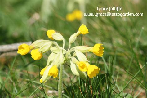 Cowslips Natures Beauties Make A Comeback On The Wild Atlantic Way