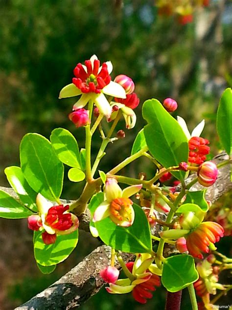 Limonia Acidissima Eflora Of India