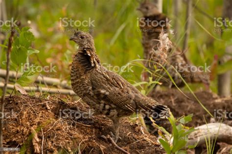 Juvenile Ruffed Grouse Is Standing On The Ground In The Summer Forest