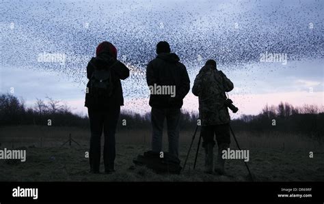 Birdwatchers Photograph A Murmuration Of Starlings In The Peak District National Park