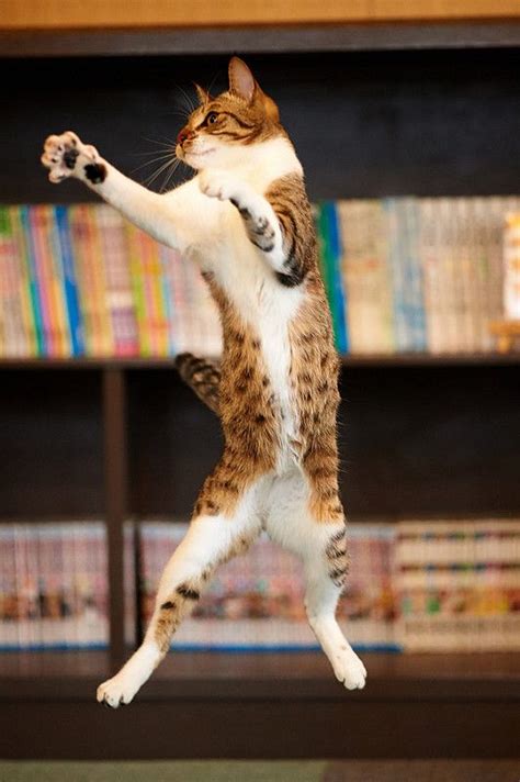 Akimasa Harada Flickr Dancing Cat Cat Care Cats