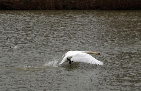 Premium Photo A Swan Flies Over The Lake