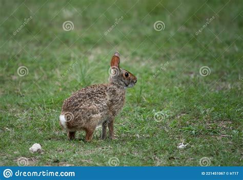 The Swamp Rabbit Sylvilagus Aquaticus Or Swamp Hare Is A Large
