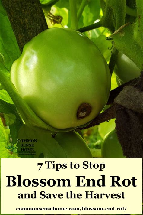 7 Steps To Stop Blossom End Rot And Save The Harvest
