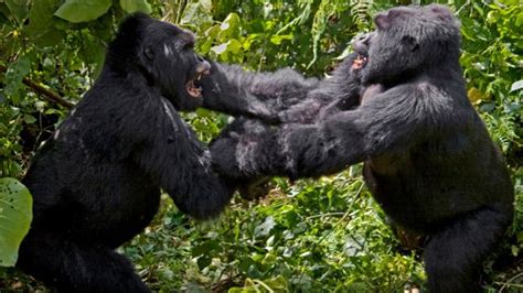 Bbc Earth Seemingly Peaceful Gorillas Join Mobs And Beat Up Rivals