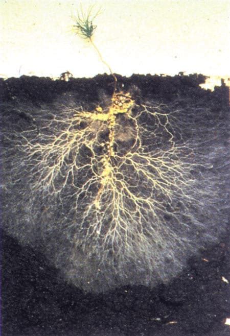 Beneficial Mycorrhizal Fungi Mycorrhiza Bioag Products