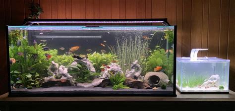 Fish Tank Setup Beginners Guide How To Set Up An Aquarium