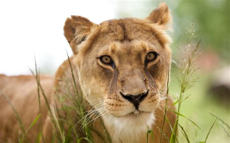 Beautiful Lioness Wallpapers And Images Wallpapers Pictures Photos