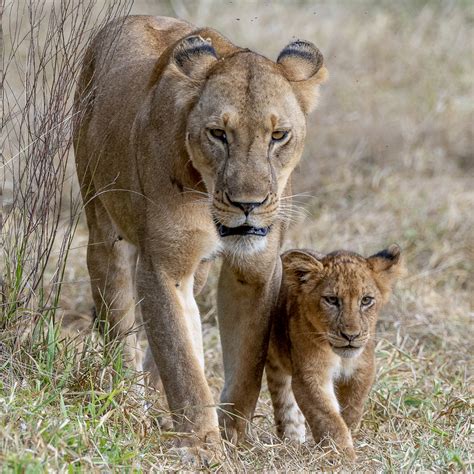 Lioness And Cub Greeting Card Rupert Gibson Photography