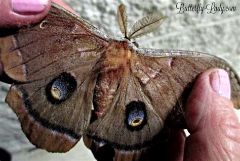 Differences Between Butterflies And Moths Butterfly Lady