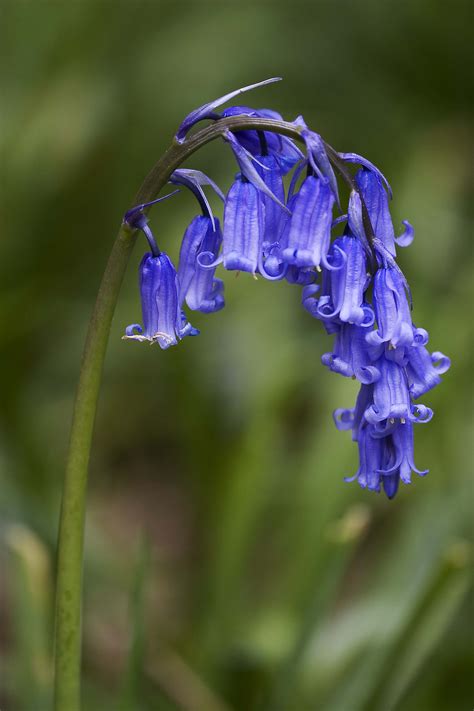 Hyacinthoides Non Scripta Blue Bell Flowers English Bluebells