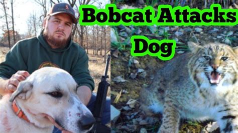 Bobcat Attack Dog Anthem Man Treated For Rabies After