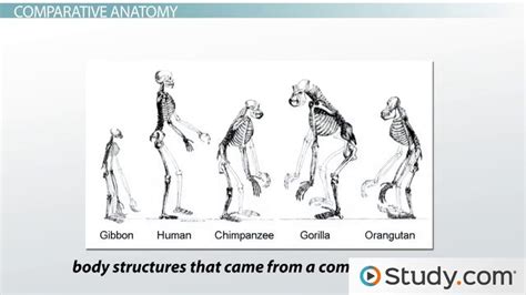 Scientific Evidence That Supports Evolution Lesson