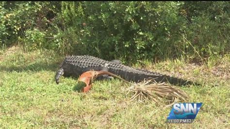 mutilated alligator discovered off road in sarasota county suncoast news and weather sarasota