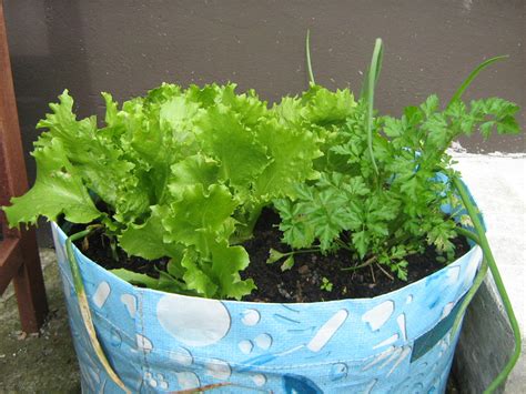 How To Grow Lettuce In Containers And Bags In A Small Garden Dengarden