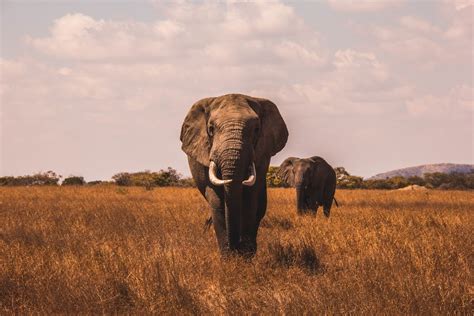 Elephant Poaching In Botswana Is On The Rise And Its More Complicated Than People Think