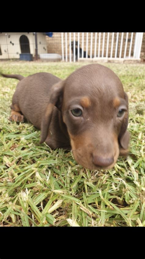 Find a dachshund on gumtree, the #1 site for dogs & puppies for sale classifieds ads in the uk. Dachshund miniature smooth puppies available | 2 months ...