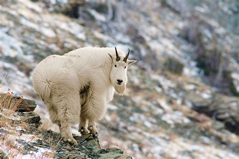 Why Mountain Goat Hunting Is So Dangerous Field And Stream