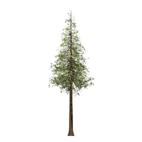 Download Redwood Tree Painted Tree Royalty Free Stock Illustration
