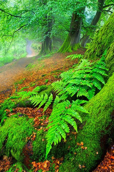 Beautiful Green Forest ~ Stunning Nature