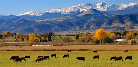 Cattle Ranch Near Boulder Colorado Tonys Meats And Market