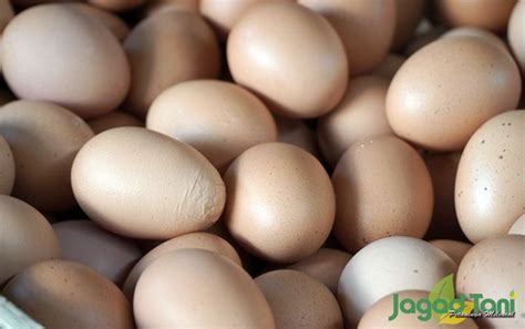 Kenali Telur Ayam Yang Sehat Jagad Tani Petaninya Milenial