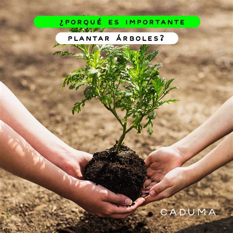 Details 48 Principales Beneficios De Plantar árboles Abzlocalmx