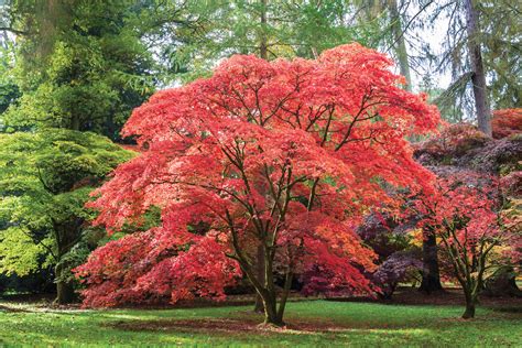 The best time to prune them is in july and august. In the Garden: Japanese Maples | Crozet Gazette