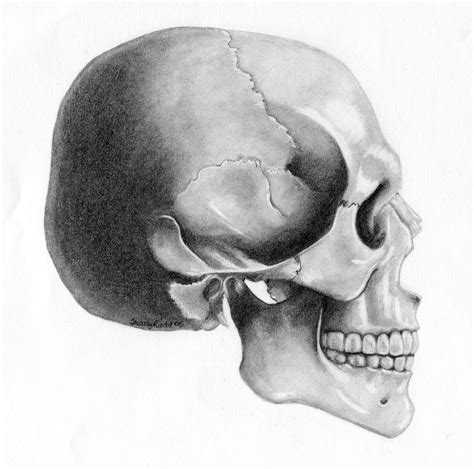 Here presented 55+ skull side view drawing images for free to download, print or share. Skull side view, Skeleton drawings, Skulls drawing