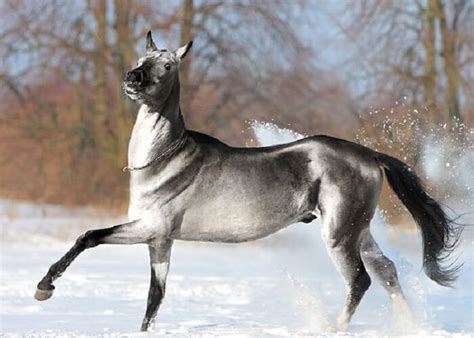 20 Of The Rarest And Most Beautiful Horse Breeds In The World Akhal