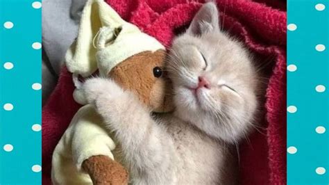 How Cute Moment Of Kittens When Falling Asleep Funny Babies And