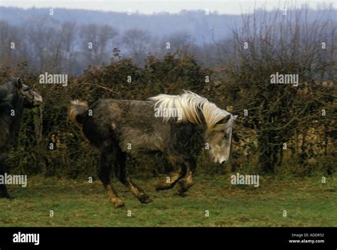Celtic Rare Breed Eriskay Pony From The Outer Hebrides Scotland Photo