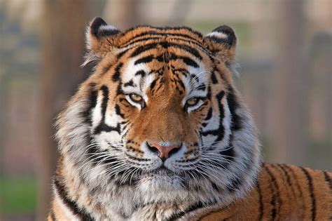 Hd Wallpaper Adult Bengal Tiger Face Color Striped Predator