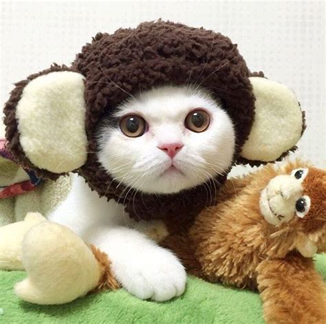 Kittens N Cats In Wee Little Hats