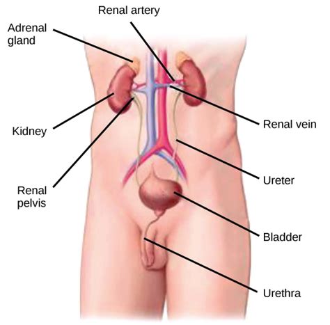 The kidneys filter things, such as water and. The Kidneys and Osmoregulatory Organs | Biology I