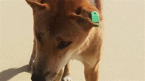 Dingo Killed For Biting Child Day After Tourist Interaction Fraser