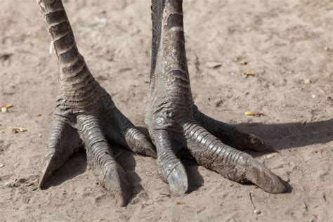 Ostrich Foot Stock Photos Pictures And Royalty Free Images Istock